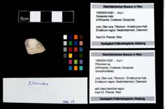 Foto (Objekt + Etikett) von Pithonoton sp.  (NHMW-GEO-1990-0041-4387)